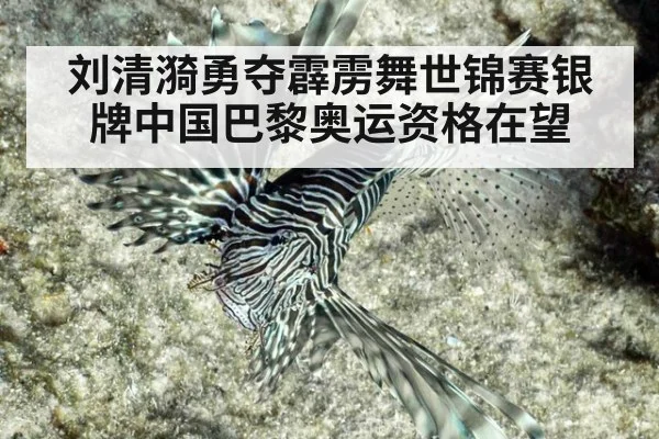 刘清漪勇夺霹雳舞世锦赛银牌中国巴黎奥运资格在望